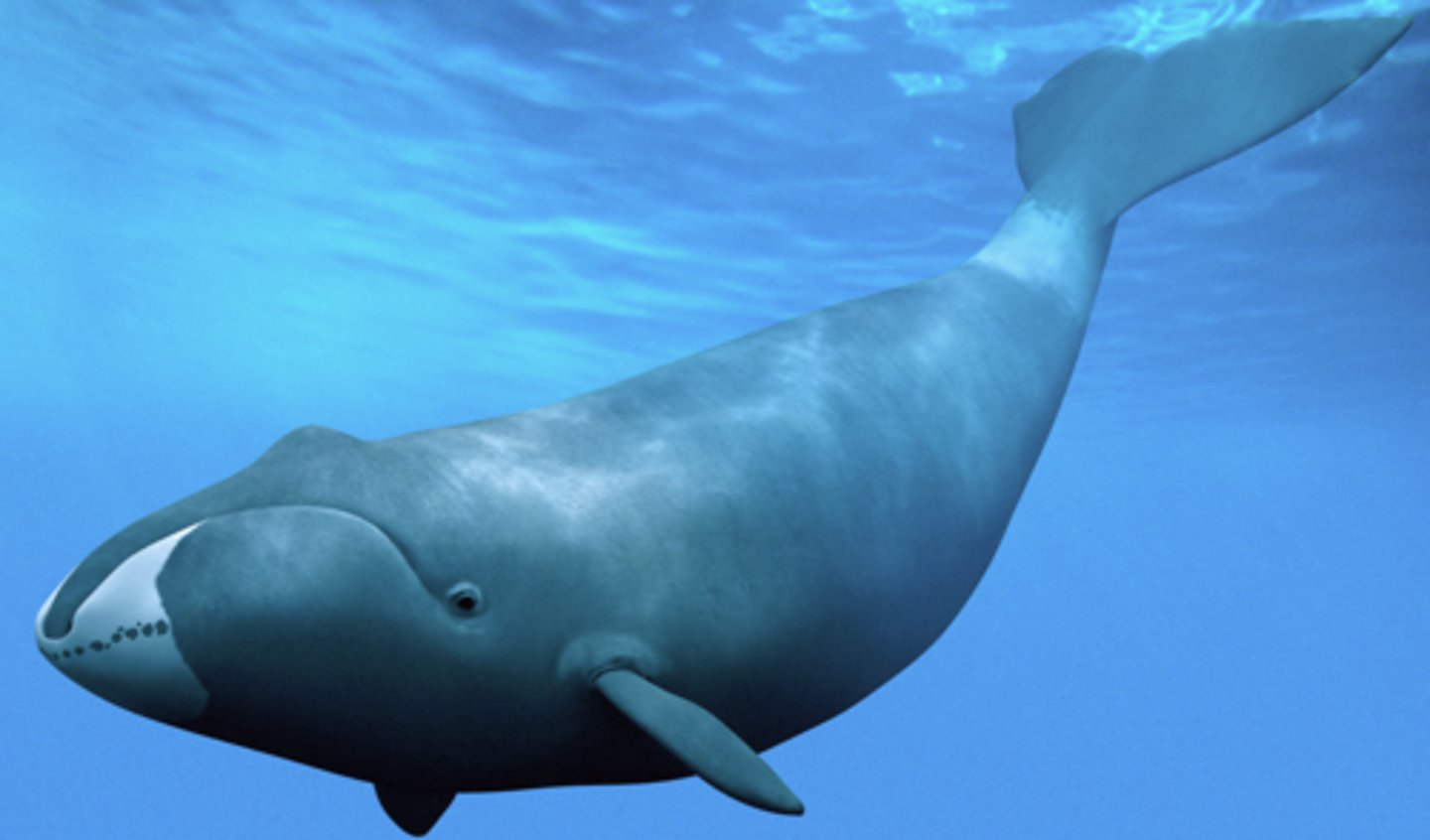 <p>Family, Subclade, Clade, Infraclass, Subclass</p><p>-no longitudinal furrows</p><p>-long baleen</p><p>-wide skull</p>