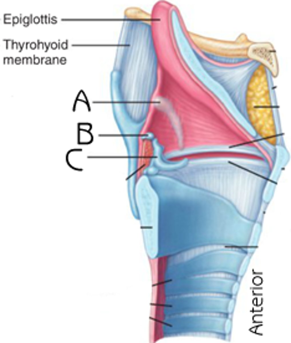 <p>C</p><p>Function: moving vocal folds</p>