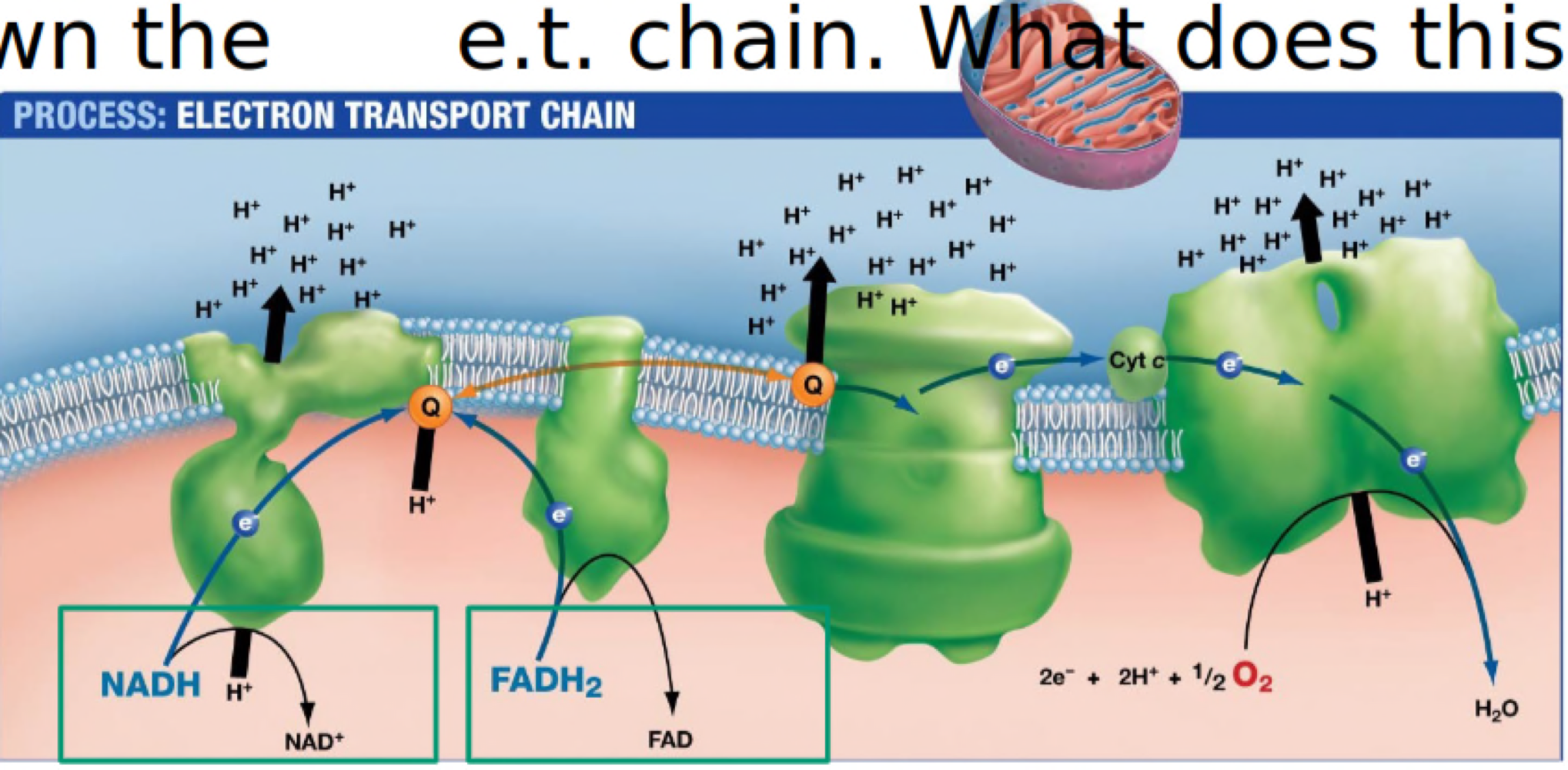 It oxidizes NADH, FADH2, regenerates NAD+ and FAD (b/c lost H+ and e-) to keep citric acid cycle, pyruvate processing, and glycolysis running. 