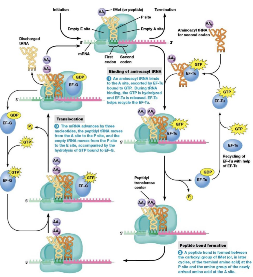 <p>brings a new amino acid into position to be joined to the peptide chain</p>