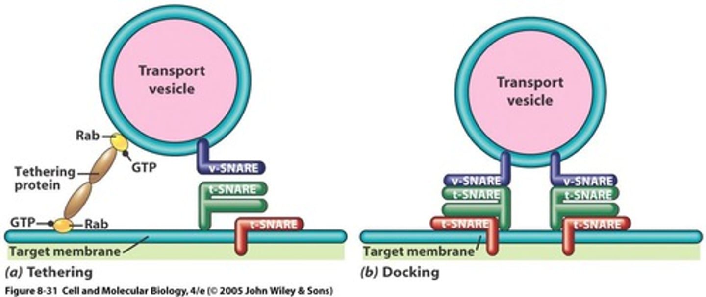 <p>SNARE proteins mediate the docking of vesicles with target membranes, facilitating fusion.</p>