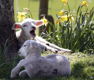 <p>1. plants: oak, oxalate, vitamin-D analogues</p><p>2. metals: mercury, arsenic, copper (hemoglobin)</p><p>3. drugs: aminoglycosides, oxytet, NSAIDs</p><p>4. toxemia: bacterial toxins (+ dehydration and nephrotoxic signs)</p><p>5. other: monensin, ethylene glycol, pigmenturia (myoglobin)</p>