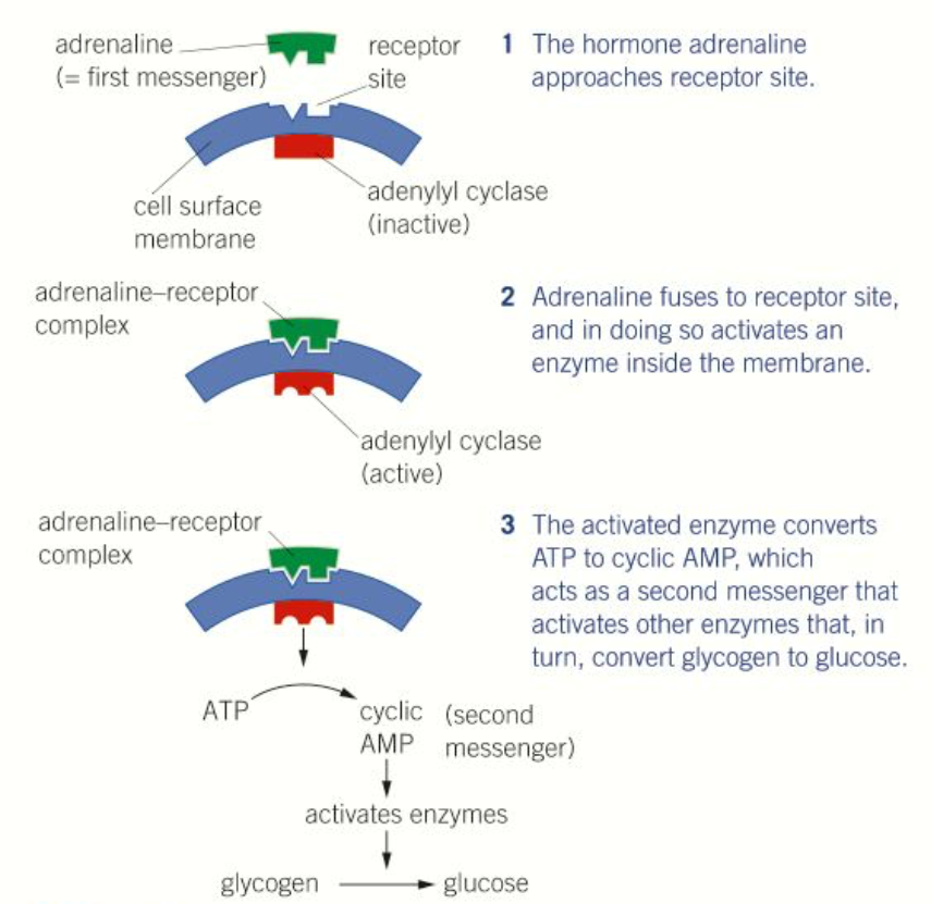 <ul><li><p>Adrenaline, <strong>the first messenger</strong>, binds to the membrane of liver cells, which causes the <strong>adenylyl cyclase</strong> enzyme to activate</p></li><li><p>This converts <strong>ATP</strong> into <strong>cyclic AMP </strong>(cAMP), <strong>the second messenger</strong></p></li><li><p>This activates enzymes to trigger a <strong>reaction cascade</strong> converting glycogen into glucose</p></li></ul><p></p>