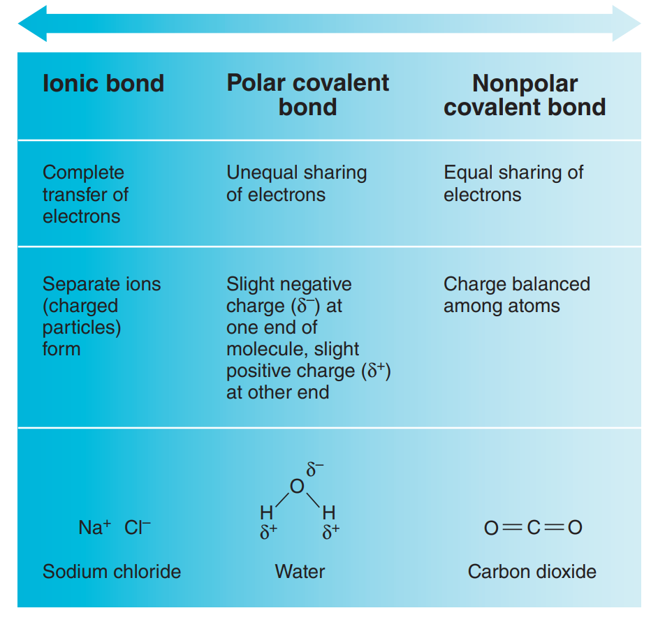 Ionic, polar covalent, and nonpolar covalent bonds compared along a continuum. | © Marieb & Hoehn's Human Anatomy & Physiology 