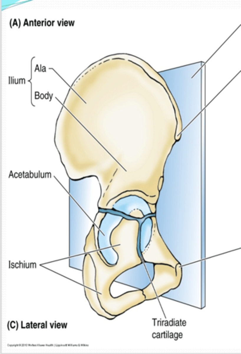 <p>What is the Body of the ilium what does it form externally? </p>