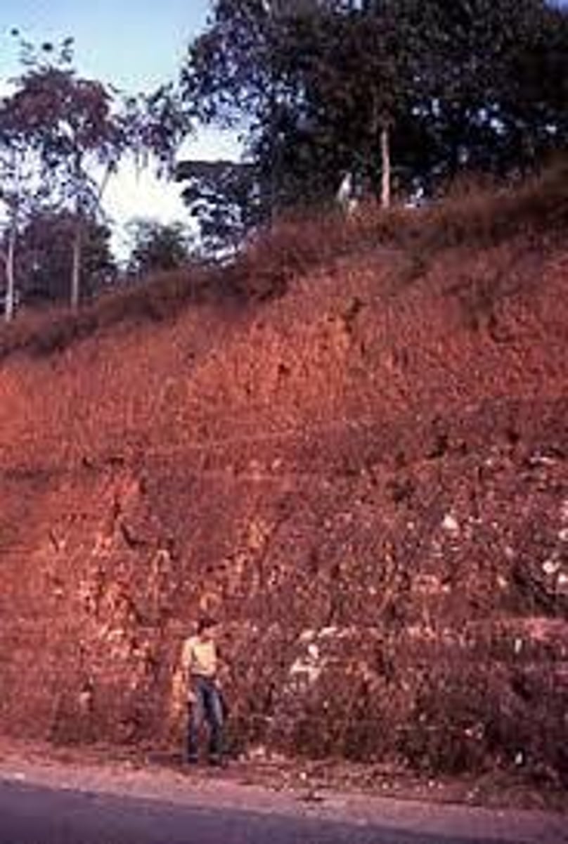 <p>An iron-rich, infertile soil found in tropical rainforests</p>