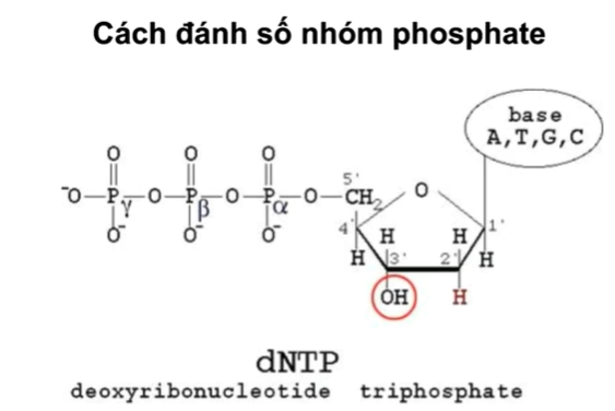 <ul><li><p>phosphate-đường→ester</p></li><li><p>phosphate-phosphate→pyrophosphat</p></li><li><p>Đánh số phosphate→tính từ C<sup>5’</sup>→alpha, beta, gamma</p></li></ul><p></p>