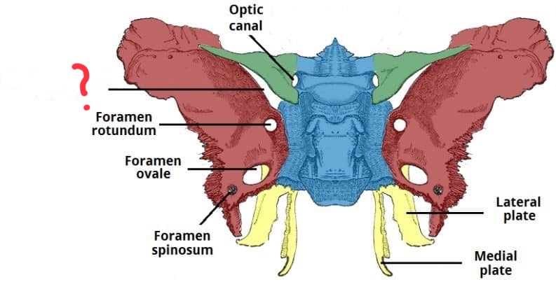 <p>Sphenoid bone </p>