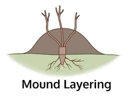 <p>mound layering</p>