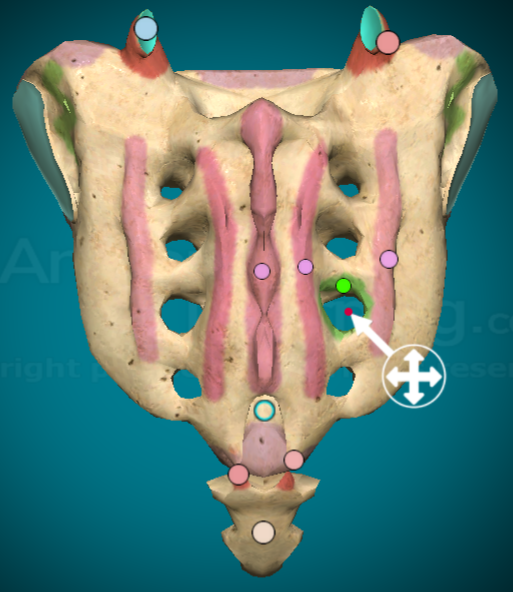 <p>the 4 pairs of bilateral holes when looking at the sacrum from the back</p>