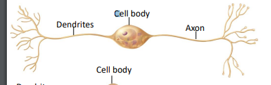 <p>limited locations</p><p>found in some special senses like retina and olfactory epithelium in nose</p><p>two processses extend directly from cell body - one dendrite and one axon</p>