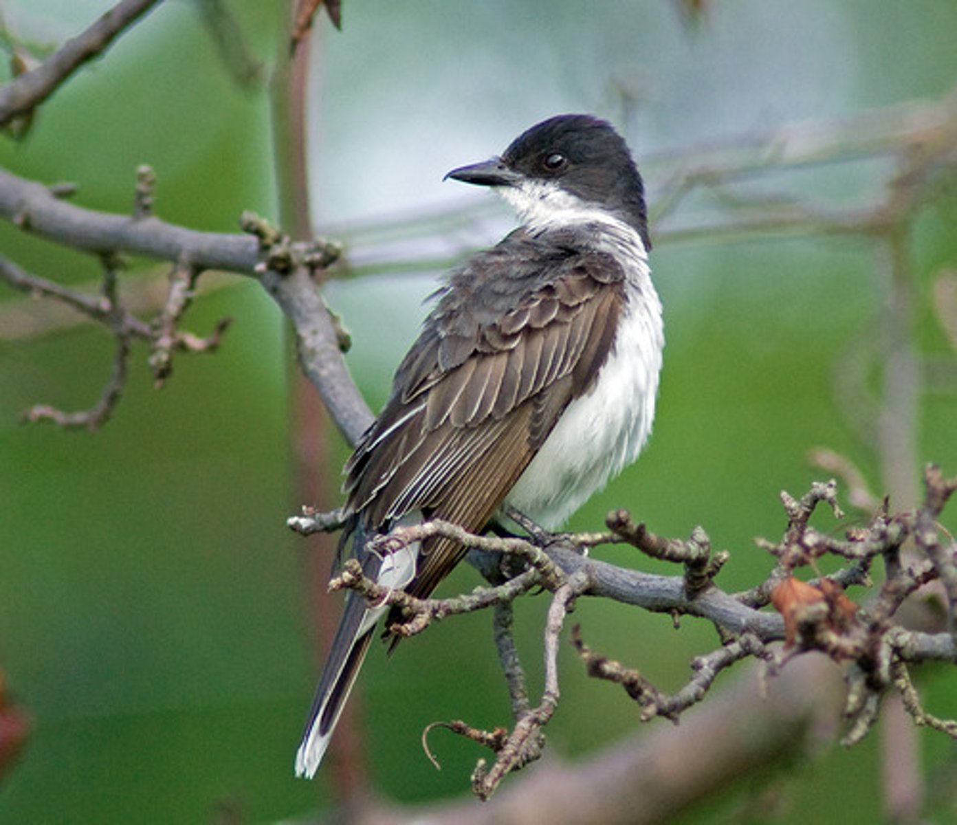 <p>Passeriformes</p><p>Tyrannidae</p>