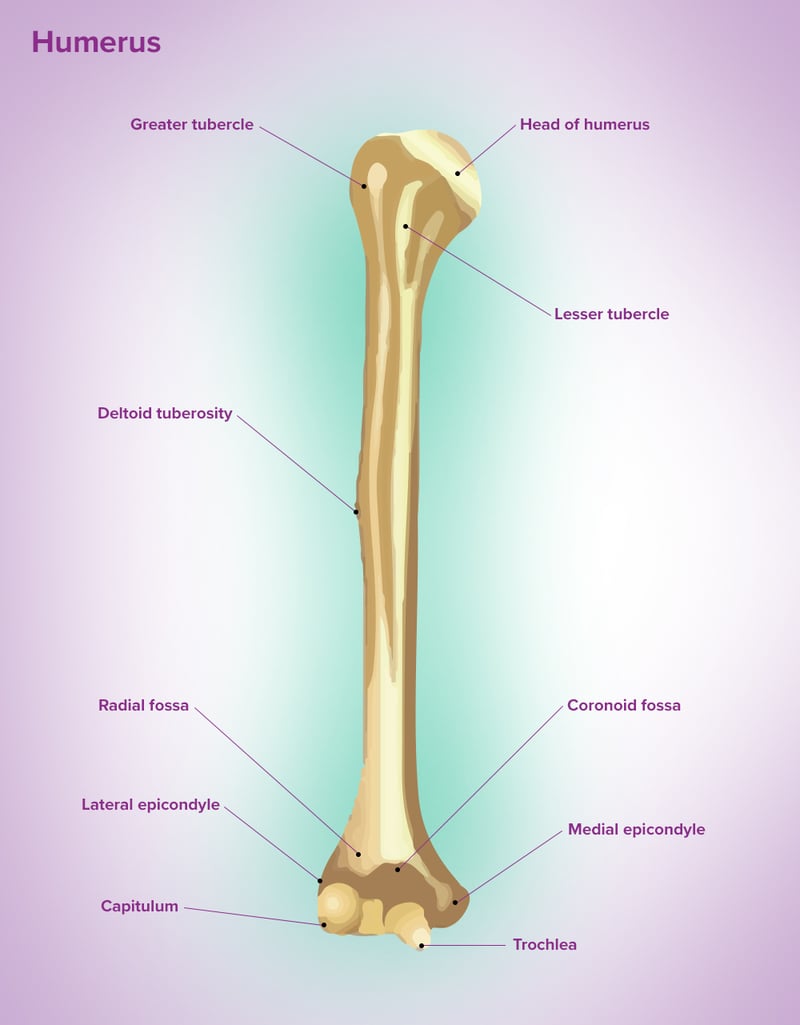<p>Rounded end of the bone that fits into a fossa to form a joint</p>