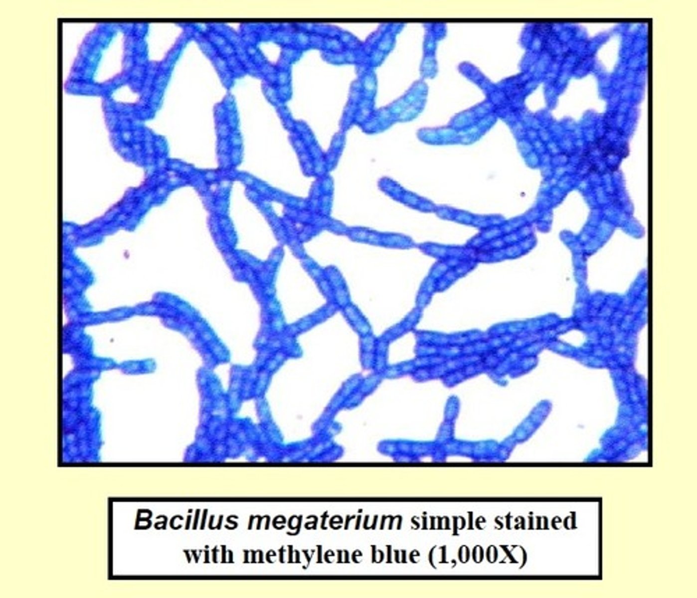 <p>Simple staining</p>