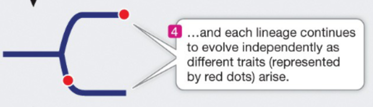 <p>Dot on branches symbolizes a new trait that arose in a lineage</p>