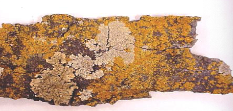 <p>crustose</p>