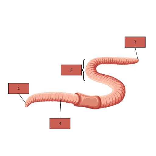 <p>Fill in the blanks: Animals belonging to the _____ phylum have a complete digestive system with 2 body openings and have a long and _____ body. An animal of this category is the _____ (shown in the diagram); this animal barrows in the _____ to create tunnels for _____ and _____. They also consume _____ and _____ matter to form _____ _____. Number 1 shows its _____ whilst 3 shows its _____. 2 shows how its body is _____ and 4 shows its _____ which is _____, _____, and _____ to facilitate _____ and _____ in soil</p>
