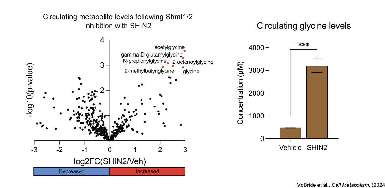 <ul><li><p>SHIN inhibits SHMT1/2</p></li><li><p>SHMT1/2 converts serine → glycine while also transferring a 1C unit to THF; when inhibited, reaction is blocked, leading to <strong>buildup of glycine</strong> as in order for glycine → serine it needs the 1C-THF</p></li></ul><p></p>