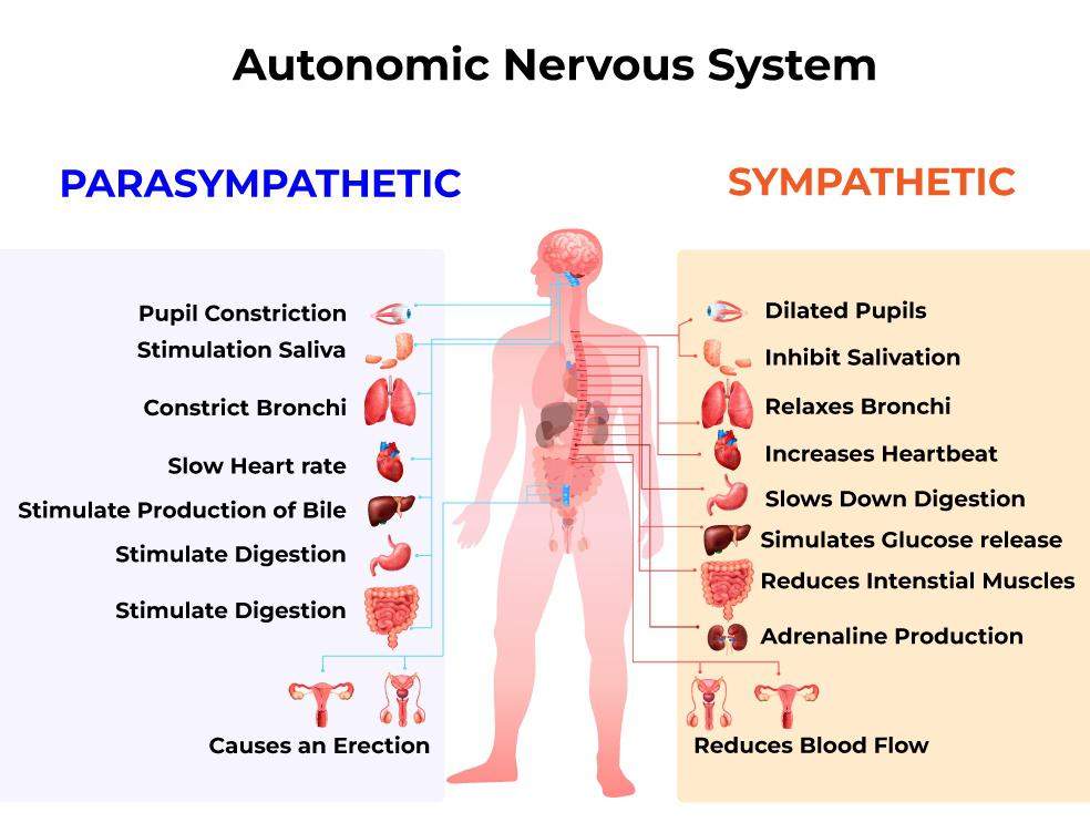 <p>Bodily Reactions caused by Sympathetic Nervous System</p>