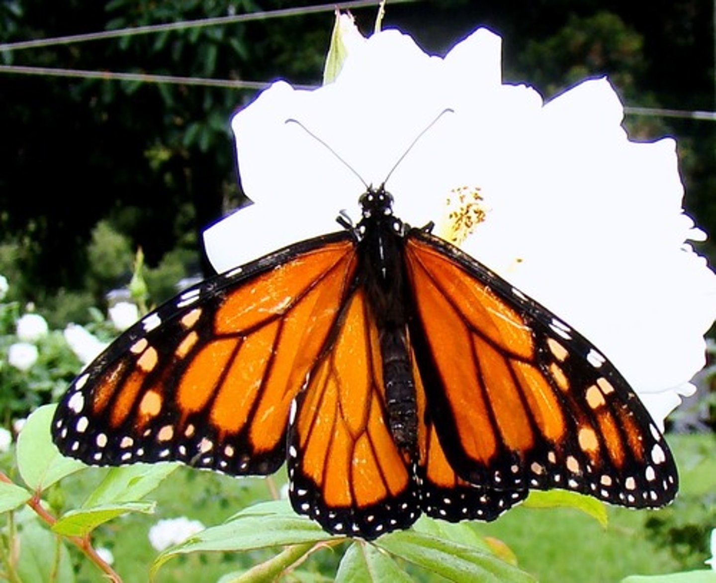 <p>Orange/brown wings w/ black margins and white specks, reduced FL (both sexes), Males have scent pocket on HW, usually seen feeding at flowers/leisurely flying, toxic to predators, Migratory, hard to kill, wasps are parasitoids to larvae</p>