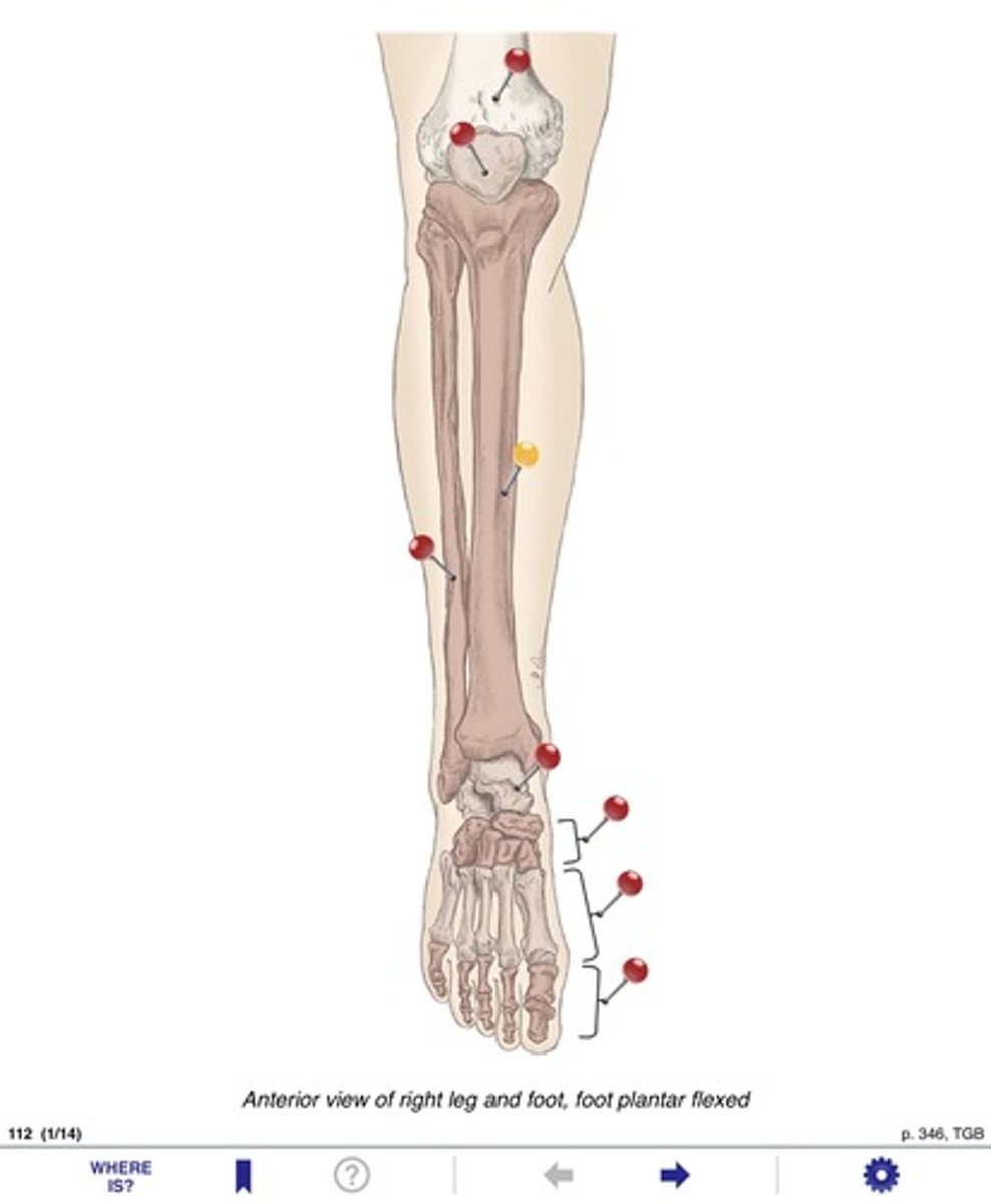 <p>Name the bones at the yellow pin</p>