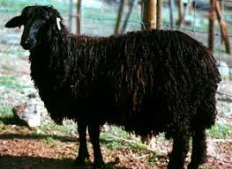 <p>Karakul</p>