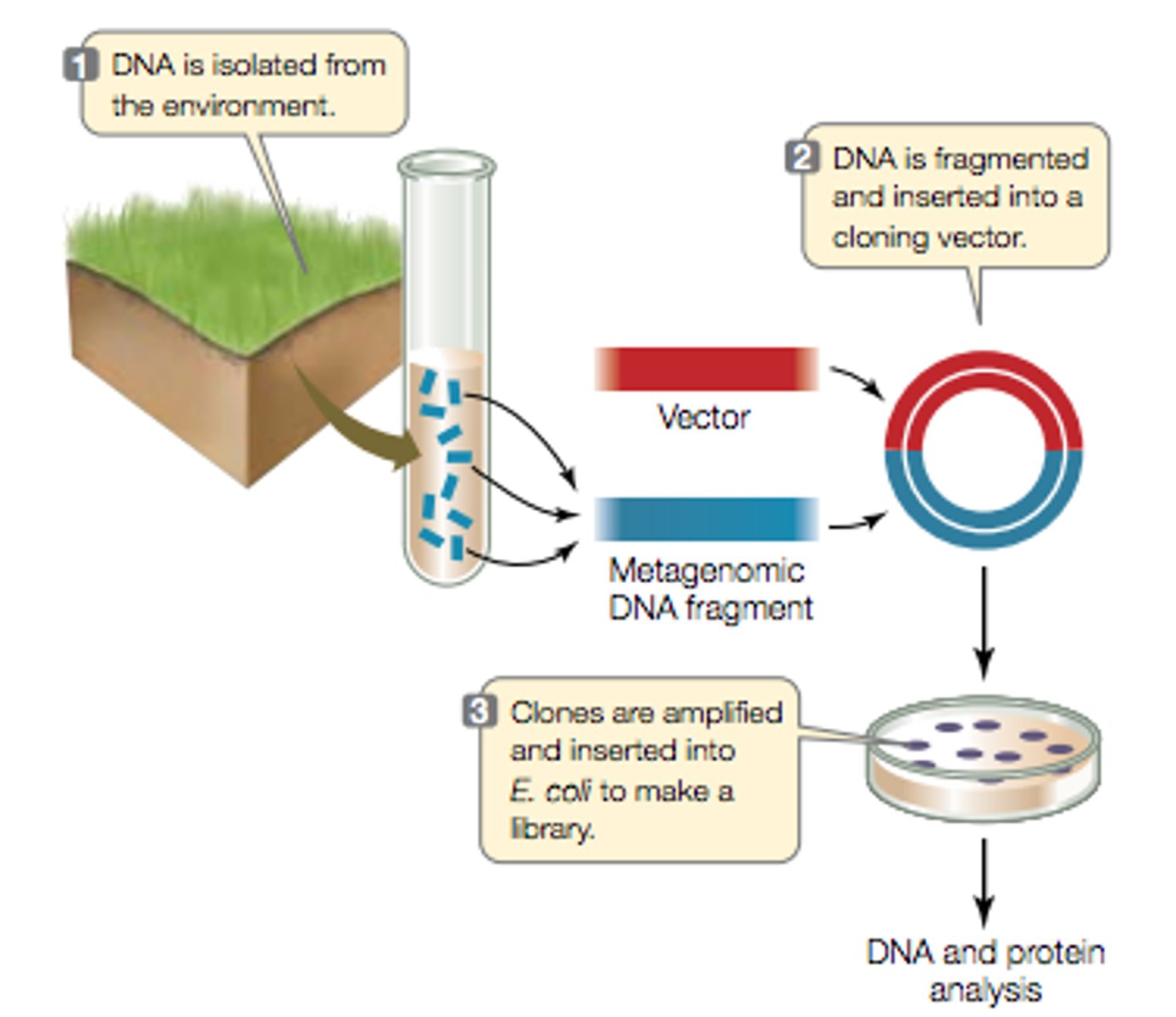 <p>environmental sequencing, document presence of species that wont grow in culture, quickly discover what species grow in particular habitats, ex: sutdy of human microbiome</p>
