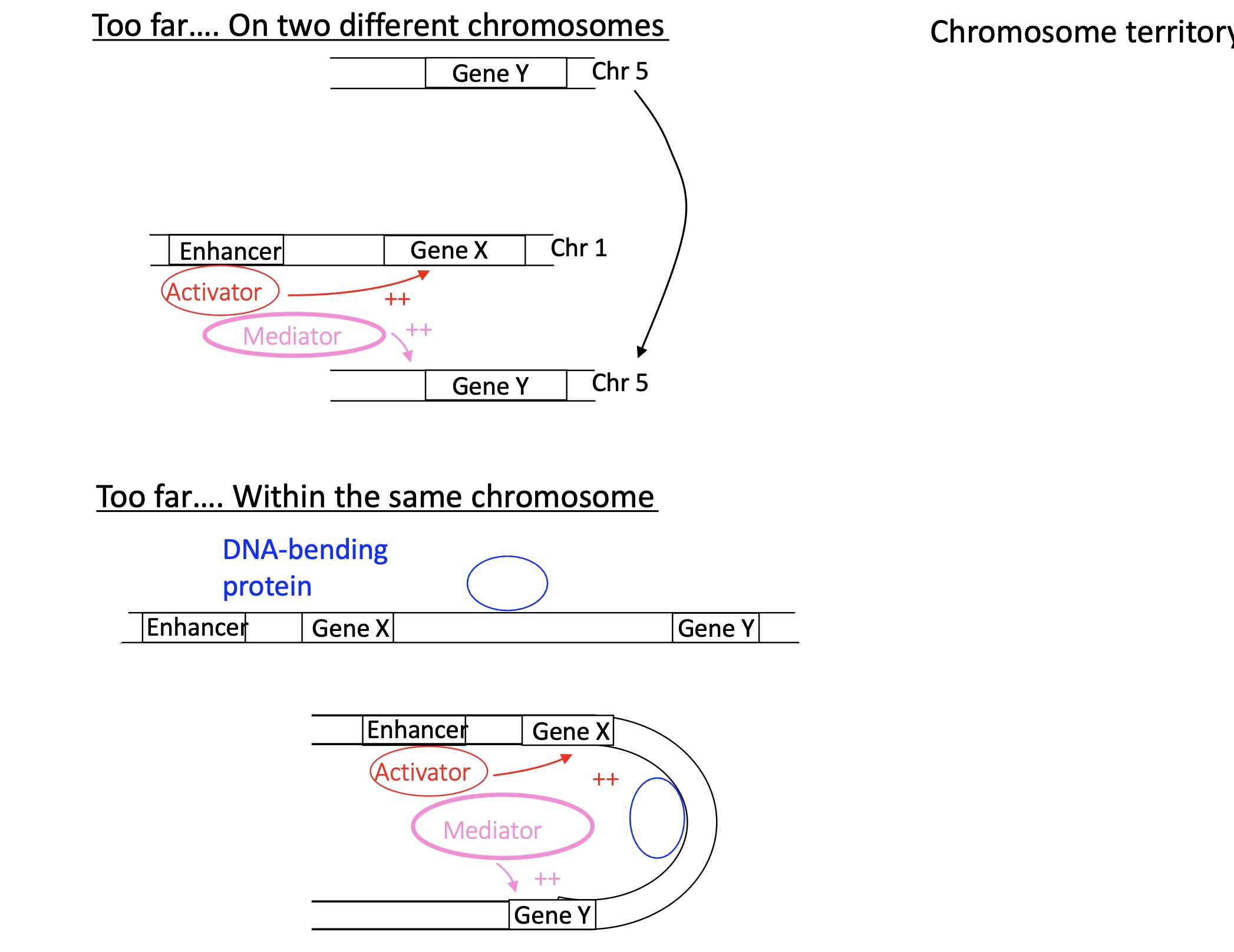 <p>If two genes are too far away on <strong>different</strong> chromosomes :</p><ul><li><p>Act will bind to enhancer in chromosome 1&nbsp;</p></li><li><p>mediator recruited which will bring the two chromosomes together and induce transcription go both genes</p></li></ul><p>If two genes are too far away on the <strong>same</strong> chromosomes :&nbsp;</p><ul><li><p>DNA bending protein will bind to the chromosomes and bed the the DNA sequence to bring two genes tother. transcription activated by Act + mediator </p></li></ul><p></p>