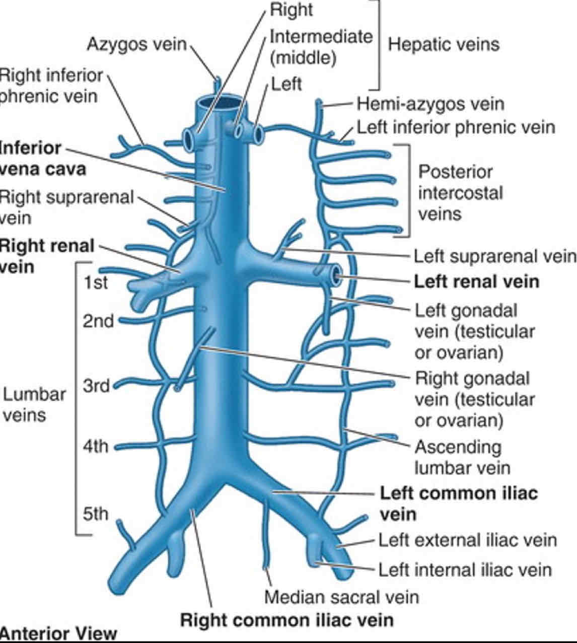 <p>R&amp;L Common Iliac Veins</p><p>Hepatic Portal Vein tributaries</p><p>Right Suprarenal Vein</p><p>R&amp;L Renal Veins		    		            —&gt;  Inferior Vena Cava</p><p>Right Gonadal Vein				</p><p>Inferior Phrenic Veins</p><p>L3 &amp; L4 Lumbar veins</p>