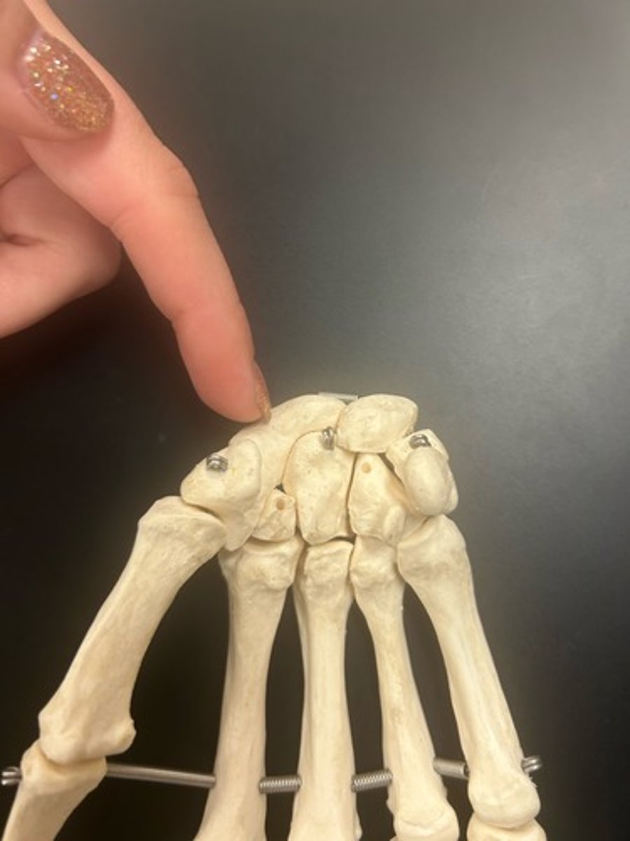 <p>name the bone</p>