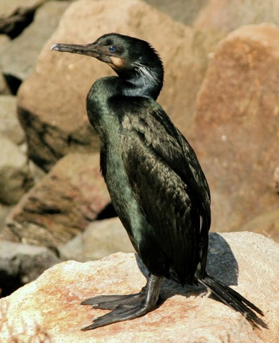<p>Two common types in southern BC – Pelagic and Double-crested.</p><p>Identification</p><p>- Sleek black or dark-bodied waterbirds with long necks and hooked bills.</p><p>- In BC, the Pelagic Cormorant has a slender body and greenish-black plumage, while the Double-crested has orange facial skin</p><p>Behaviour / Adaptation</p><p>- Expert divers that chase fish underwater using powerful legs.</p><p>- Unlike other seabirds, their feathers are not waterproof (no oils like ducks)—helps them dive but must dry wings afterward. That’s why they spread their wings.</p><p>Fun fact</p><p>- Historically, cormorants were trained in Japan and China to catch fish for humans</p>