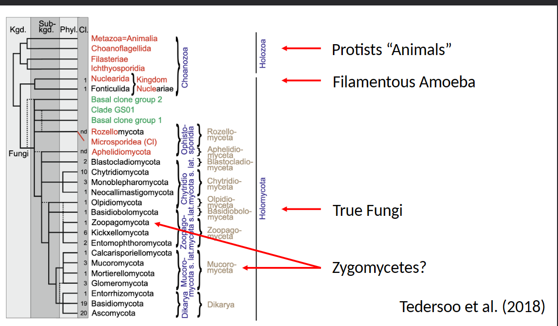 • Coenocytic(no septations in their cell) hyphae (unlike other true fungi)


• Produce zygospores (sexual resting structures)
and sporangia (with asexual sporangiospores)


• Chitosan instead of chitin


• Only a few plant pathogens


• Mostly cause post-harvest diseases or diseases
of soft berries


• Black bread mold


• Occasionally horticultural crops are infected


• Very important as mycorrhizal fungi