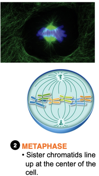 <p>Chromosomes are aligned in a middle plane called the metaphase plate</p>