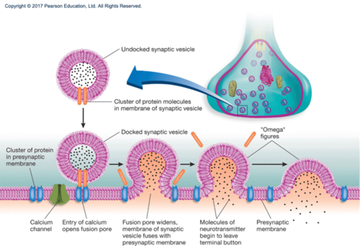 <p>1. AP at terminal button.</p><p>2. Calcium (Ca) channels open and Ca2+ enter and bind with protein embedded in membrane of vesicles.</p><p>3. Vesicles fuse with membrane and fusion pores open.</p><p>4. NT released into synaptic cleft.</p><p>5. NT diffuses and binds to postsynaptic membrane.</p><p>6. Ions flow and results in either excitatory or inhibitory PSP.</p>