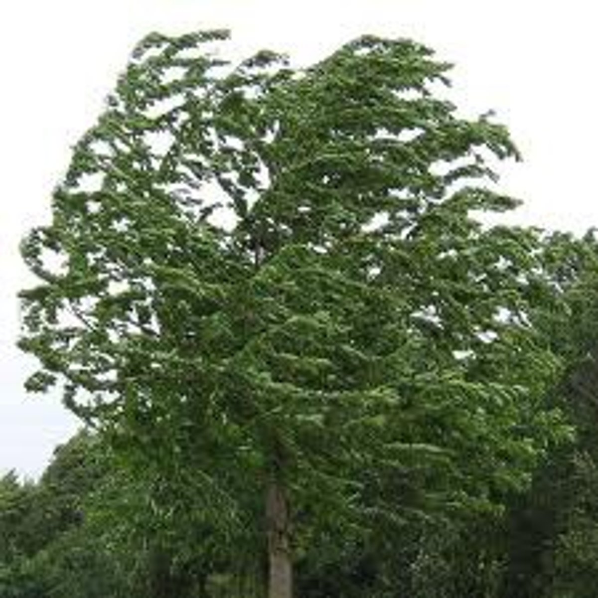 <p>Hace viento.</p>