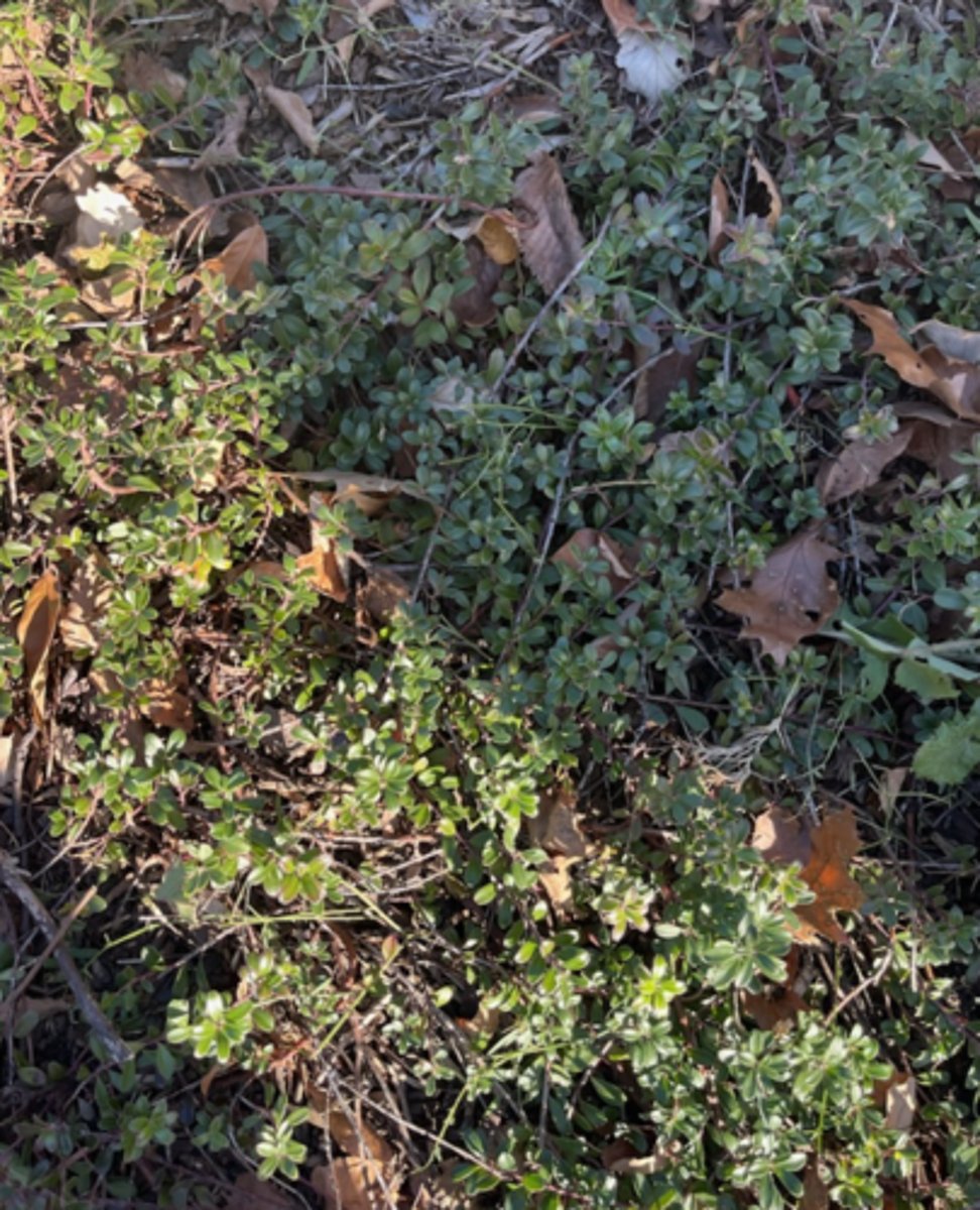 <p>entire margin, elliptic, little red berries, low-growing, tiny leaves</p>