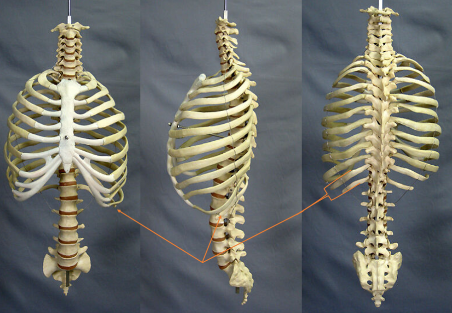 name the group of bones 