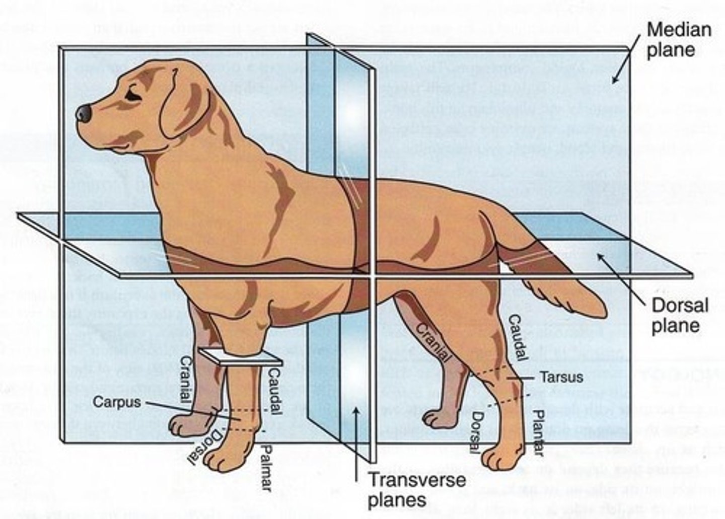 <p>An imaginary plane passing through the body craniocaudally, dividing the body into equal right and left halves.</p>