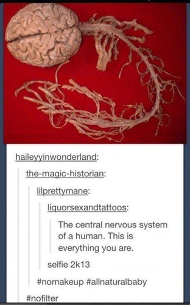 <p>the brain and spinal cord.</p>