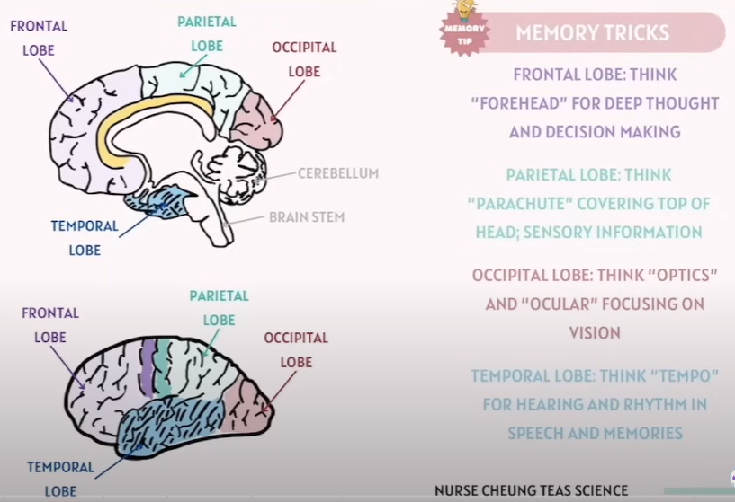 <p><strong>(CNS)</strong>What make up of the Forebrain</p>