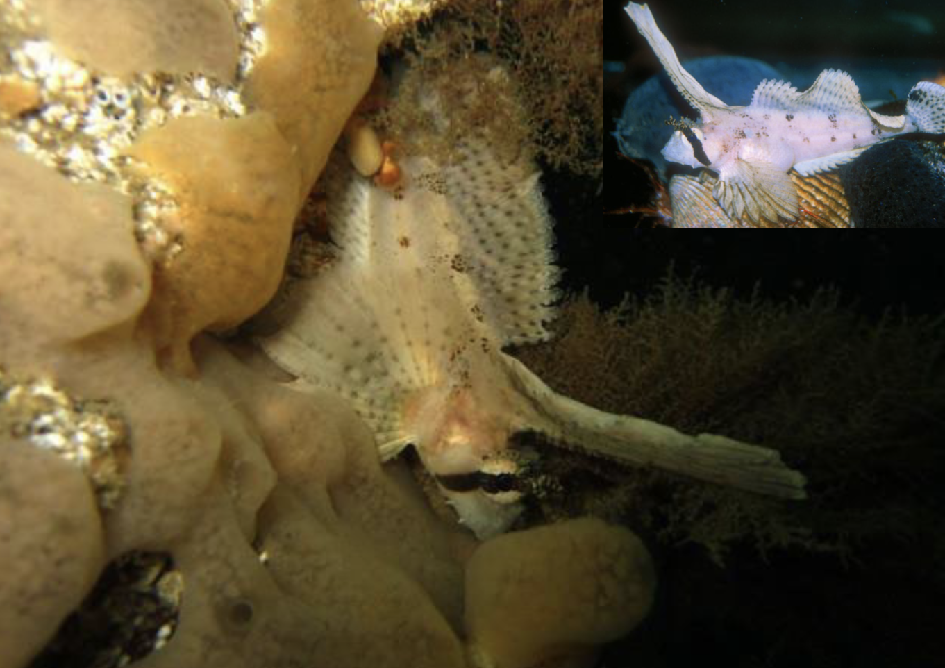 <p>Family Hemitripteridae</p>