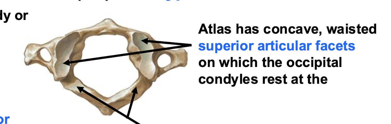 <p>Atlanto-Occipital Joints</p>