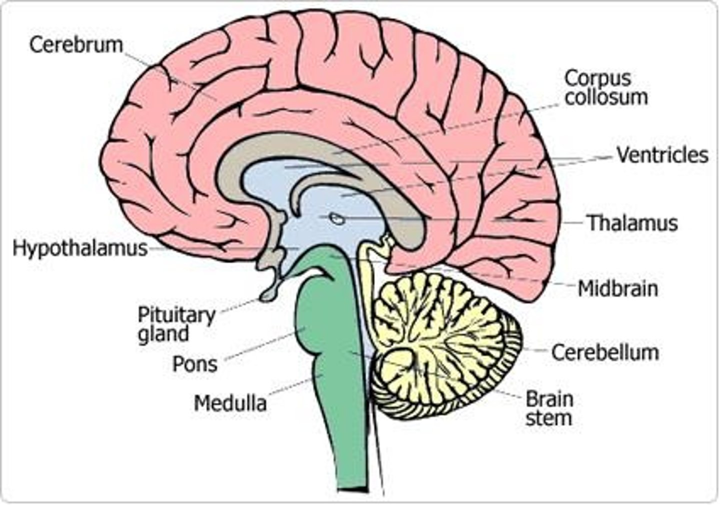 <p>Back of the brain</p><p>In implicit (no thought given) movements, such as walking. Also if in sports: swinging a bat, or a tennis raquet.</p><p>Many sequences of movements.</p><p>Balance and equilibrium</p>