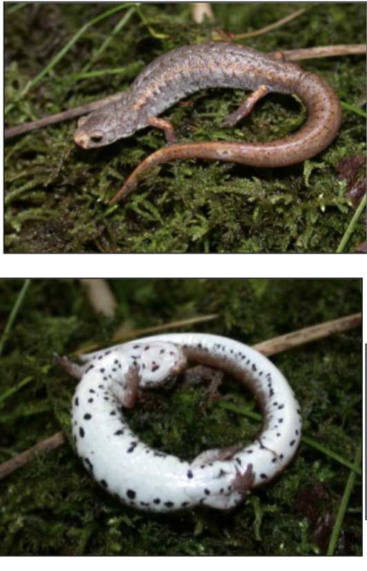 <p>Hemidactylium scutatum</p>