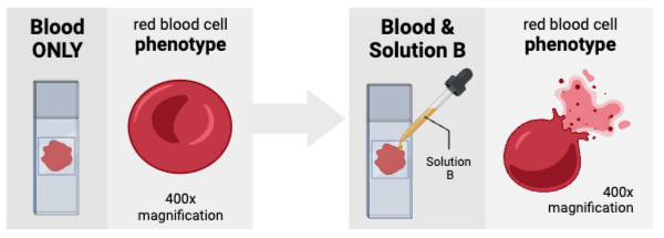 <p>The concentration of solutes outside of the cells was likely _________ the concentration of solutes inside the cells.</p><ul><li><p><span>a. greater than</span></p><p><span>b. less than&nbsp;</span></p><p></p></li><li><p><span>c. equal to</span></p></li></ul><p></p>