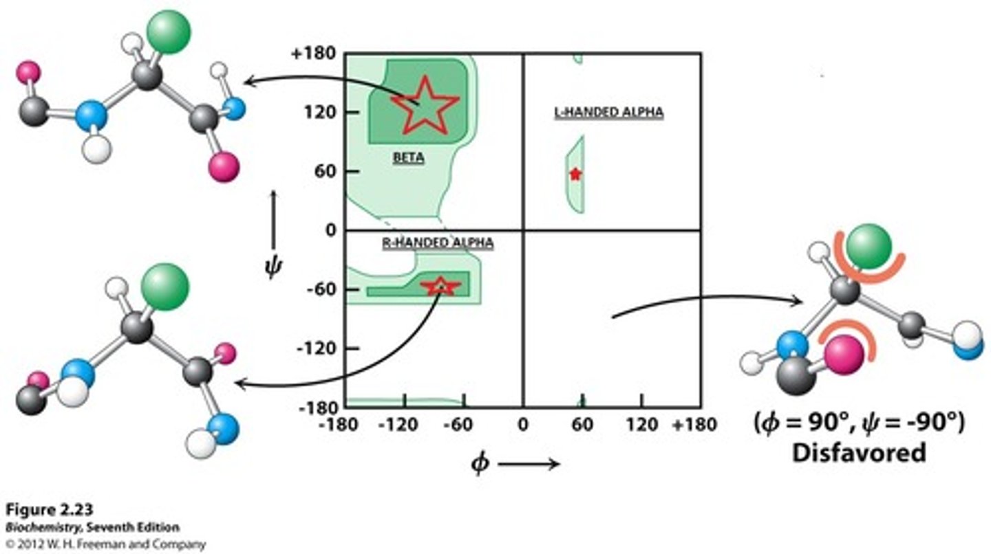 <p>Winkeln:<br>Φ: C-N-Cα-C Ramachandran plot<br>Ψ: N-C-Cα-N Ramachandran plot<br>ω: peptide bond 180 (trans), 0 (cis)</p>