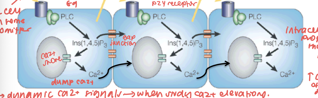 <ul><li><p>poking astrocyte w pipette initiates wave of Ca2+ → propagates as a wave</p></li><li><p>ATP/glutamate can start waves too</p></li><li><p>intracellular propagation through IP3</p></li></ul><p></p>