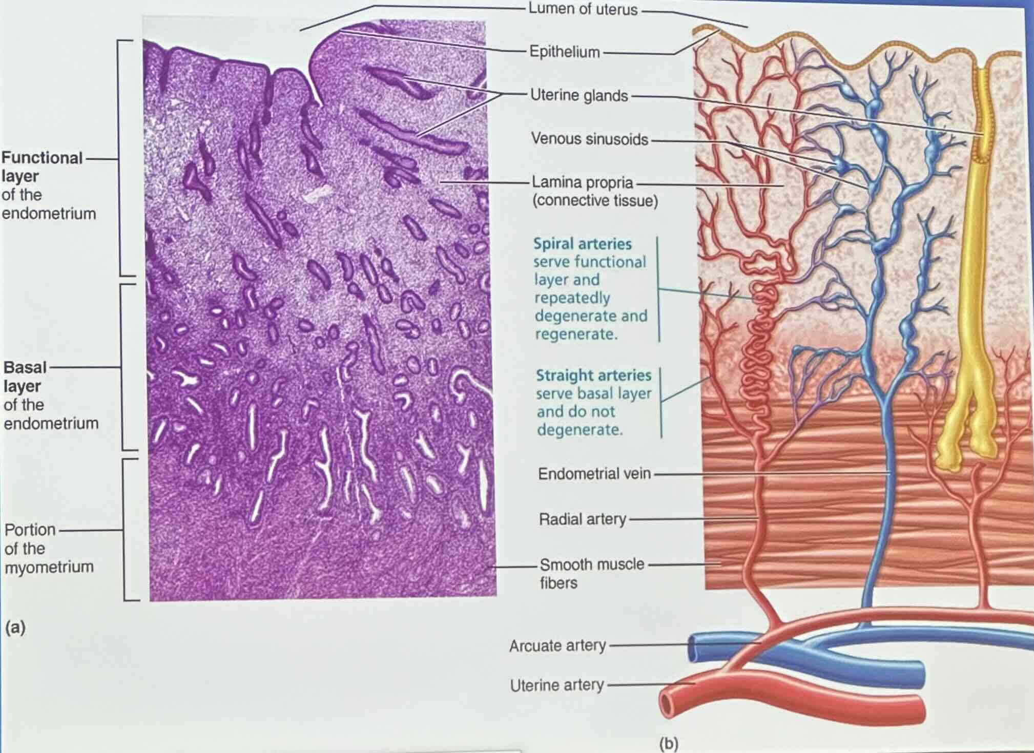 <p>stratum basalis forms a new functional layer after menstruation ends</p>