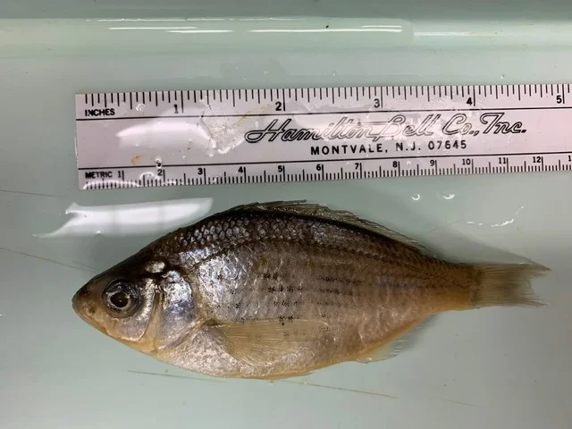 <p>What fish is this?</p>