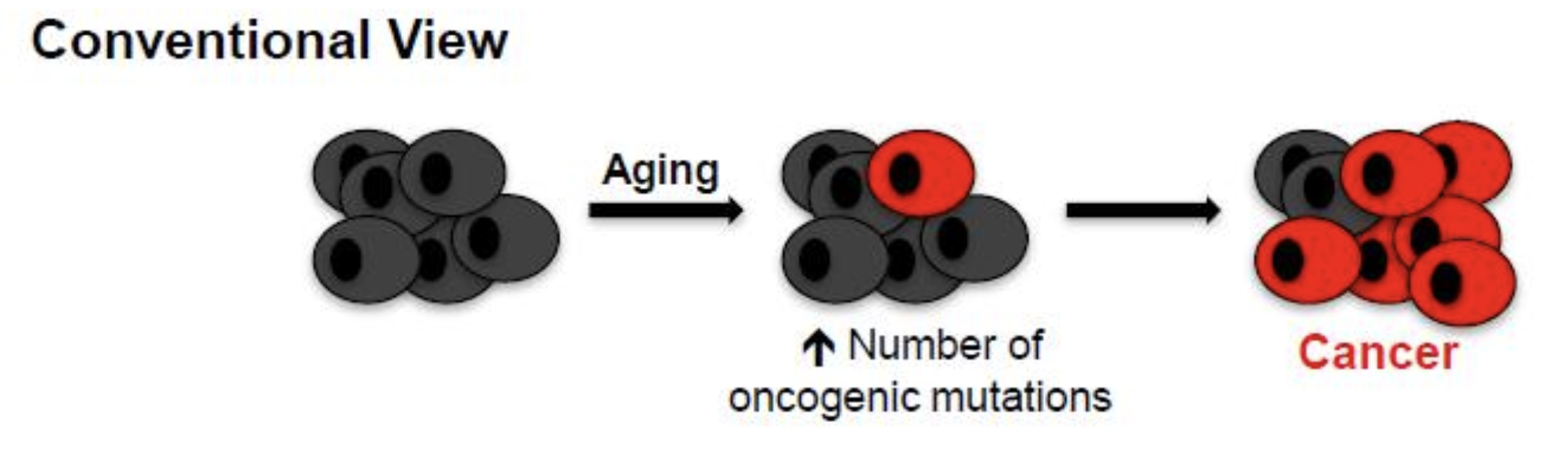 <p>Aging primarily contributes to increased cancers by facilitating the accumulation of oncogenic mutations (red cells), including activating mutations in oncogenes or genetic/epigenetic inactivation of tumor suppressor genes.</p><p>older we age = higher risk of cancer </p>